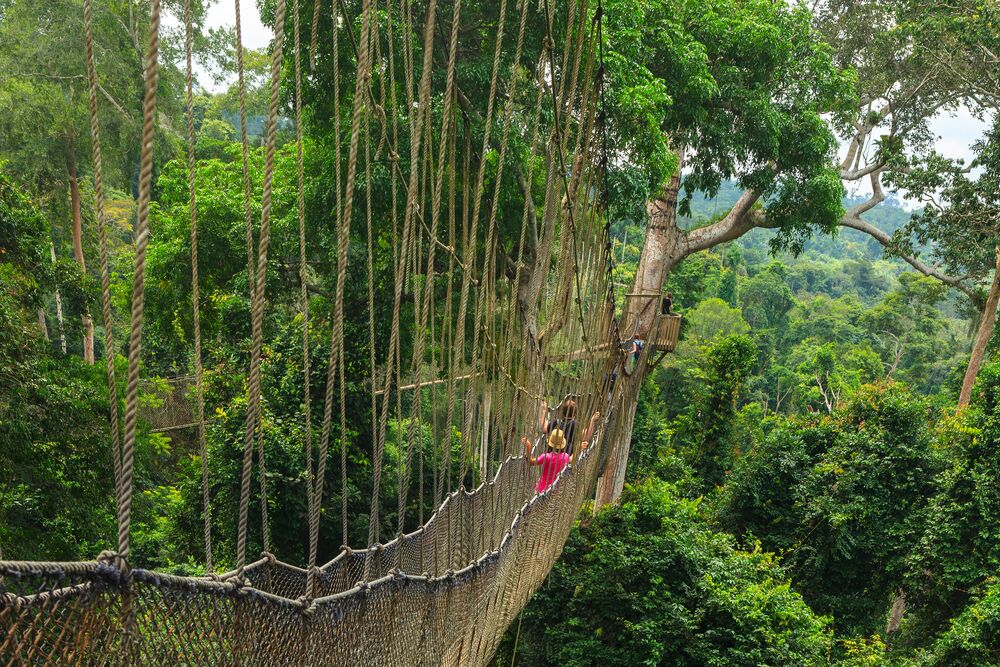 Kakum National Park suspension bridge with hiker