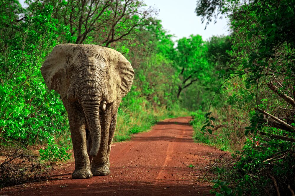 Mole National Park