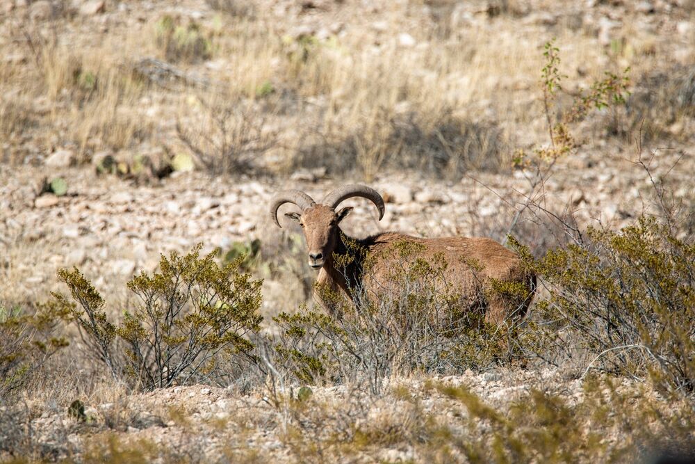Abughilan National park Barbary sheep