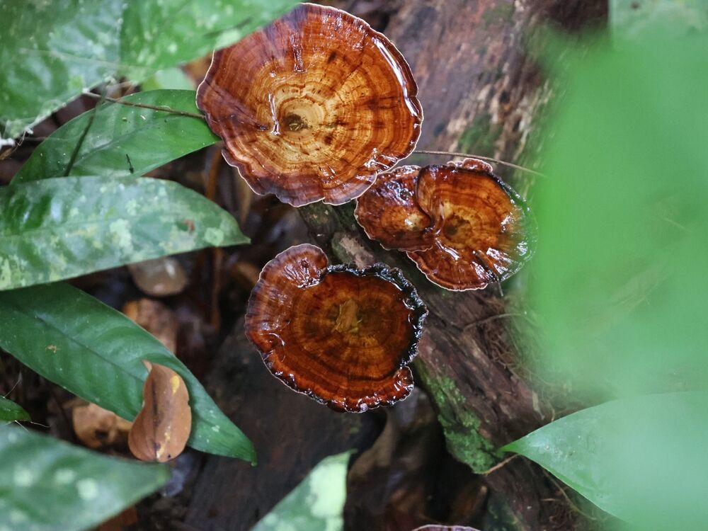 Bukit Duabelas National Park