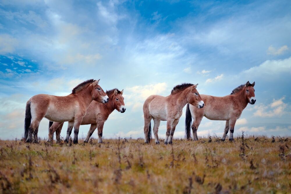 Khustain Nuruu National Park