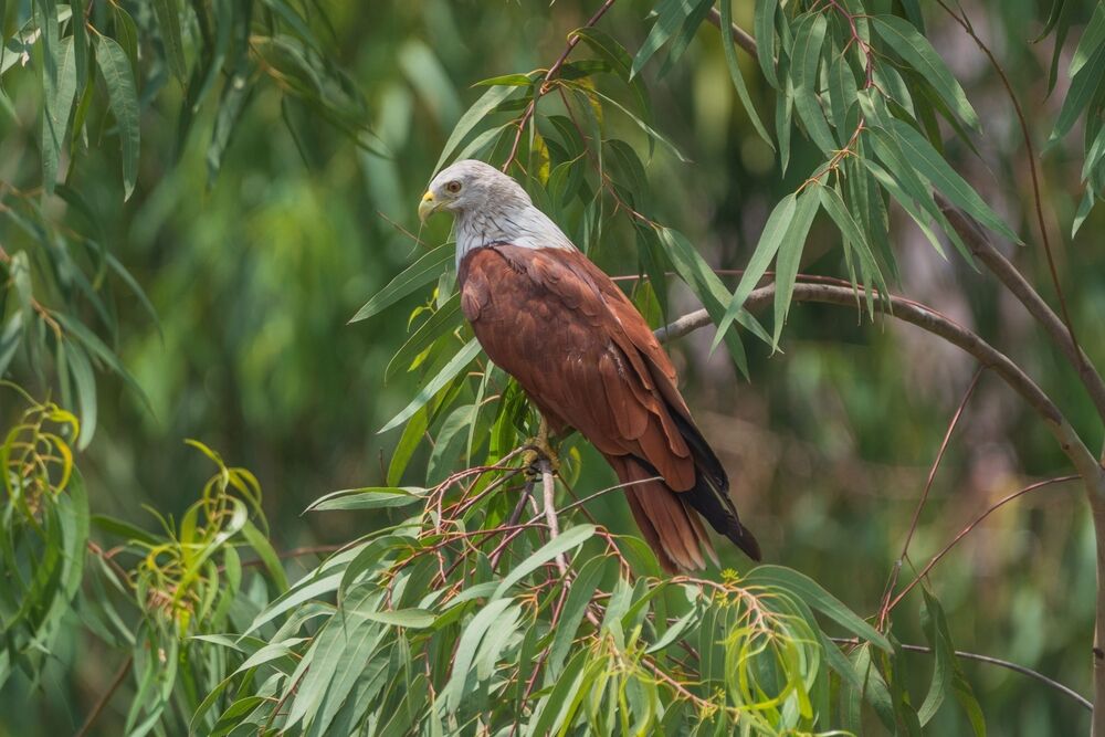 Limbang Mangrove National Park