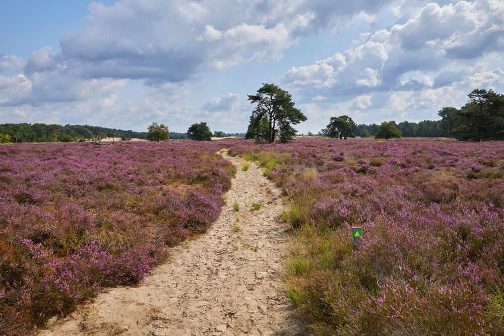 De Loonse en Drunense Duinen National Park