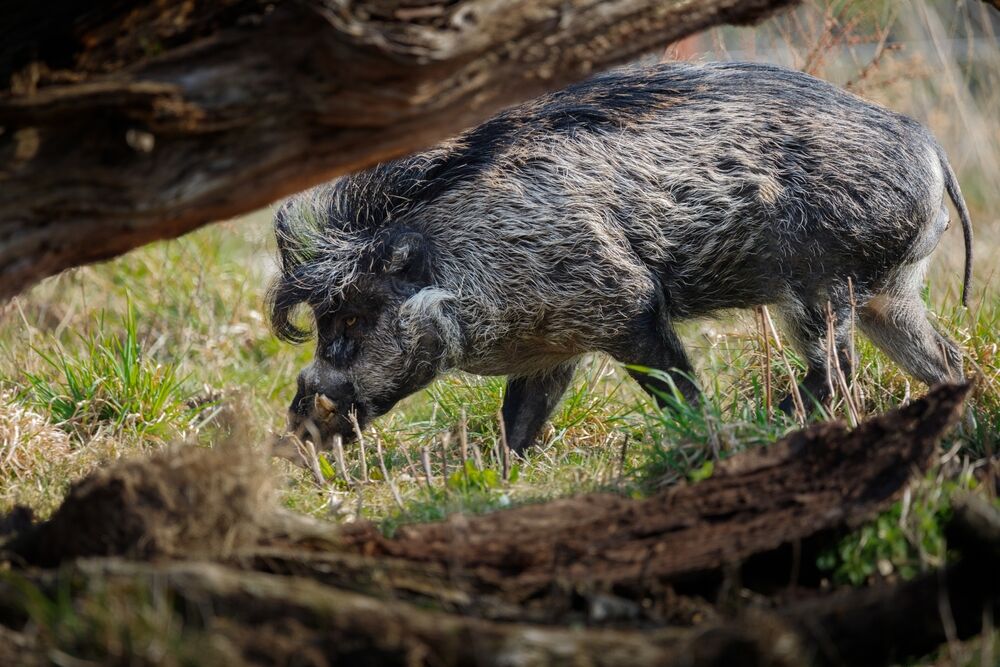 Mounts Iglit–Baco National Park