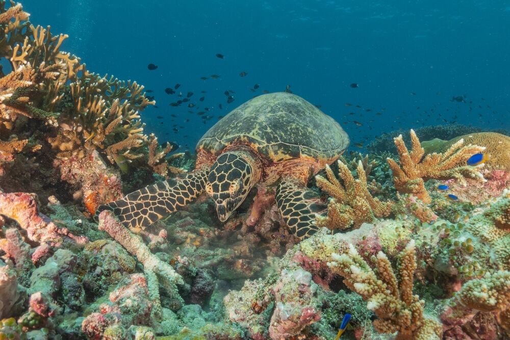 Tubbataha Reefs National Park
